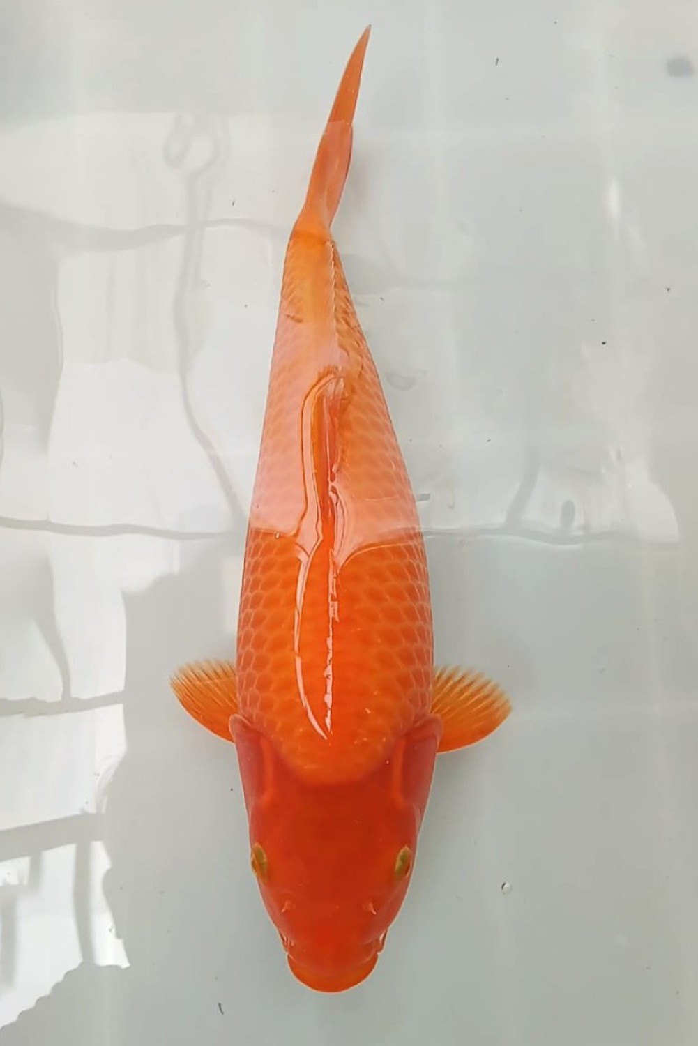 Juara 1