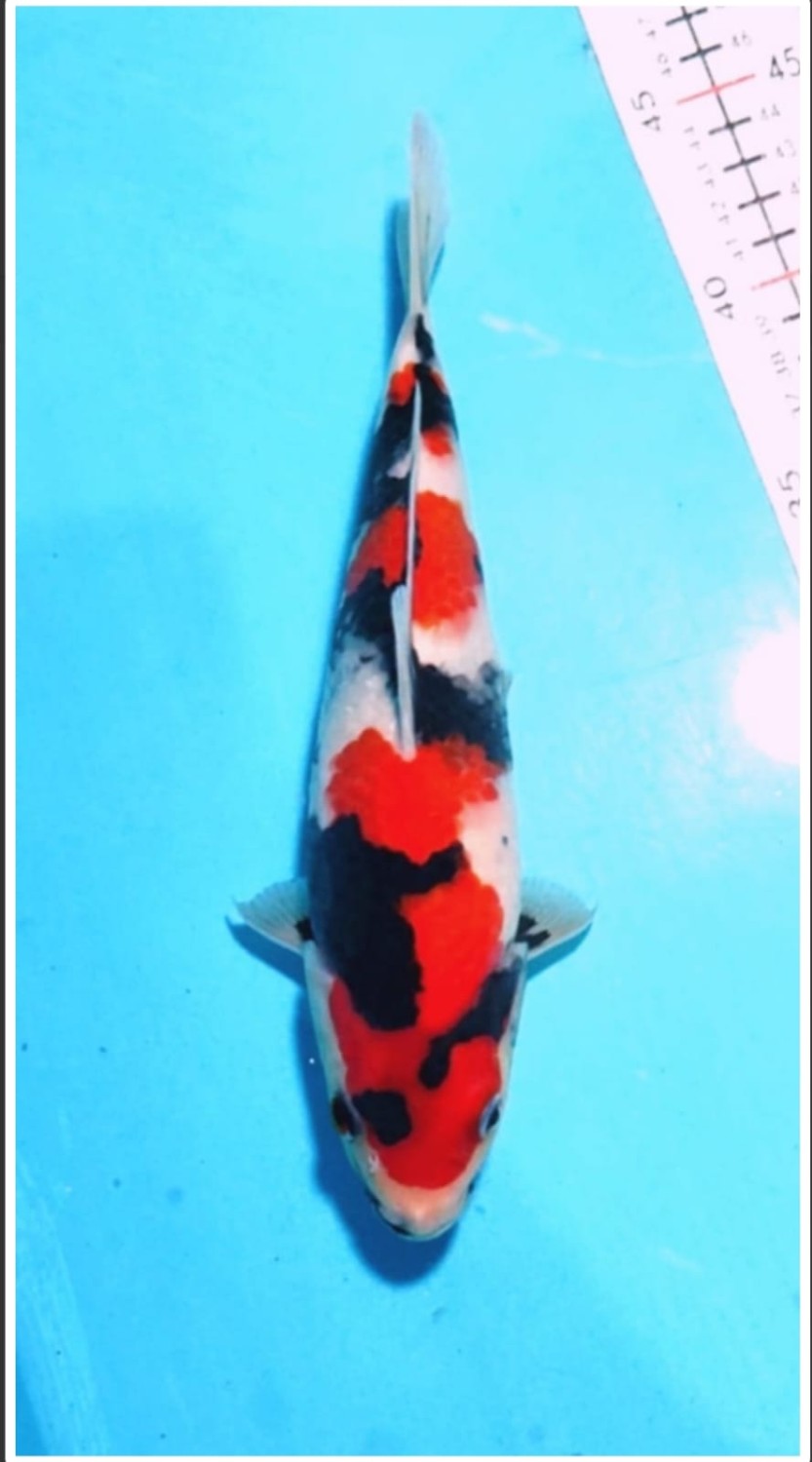 Juara 1