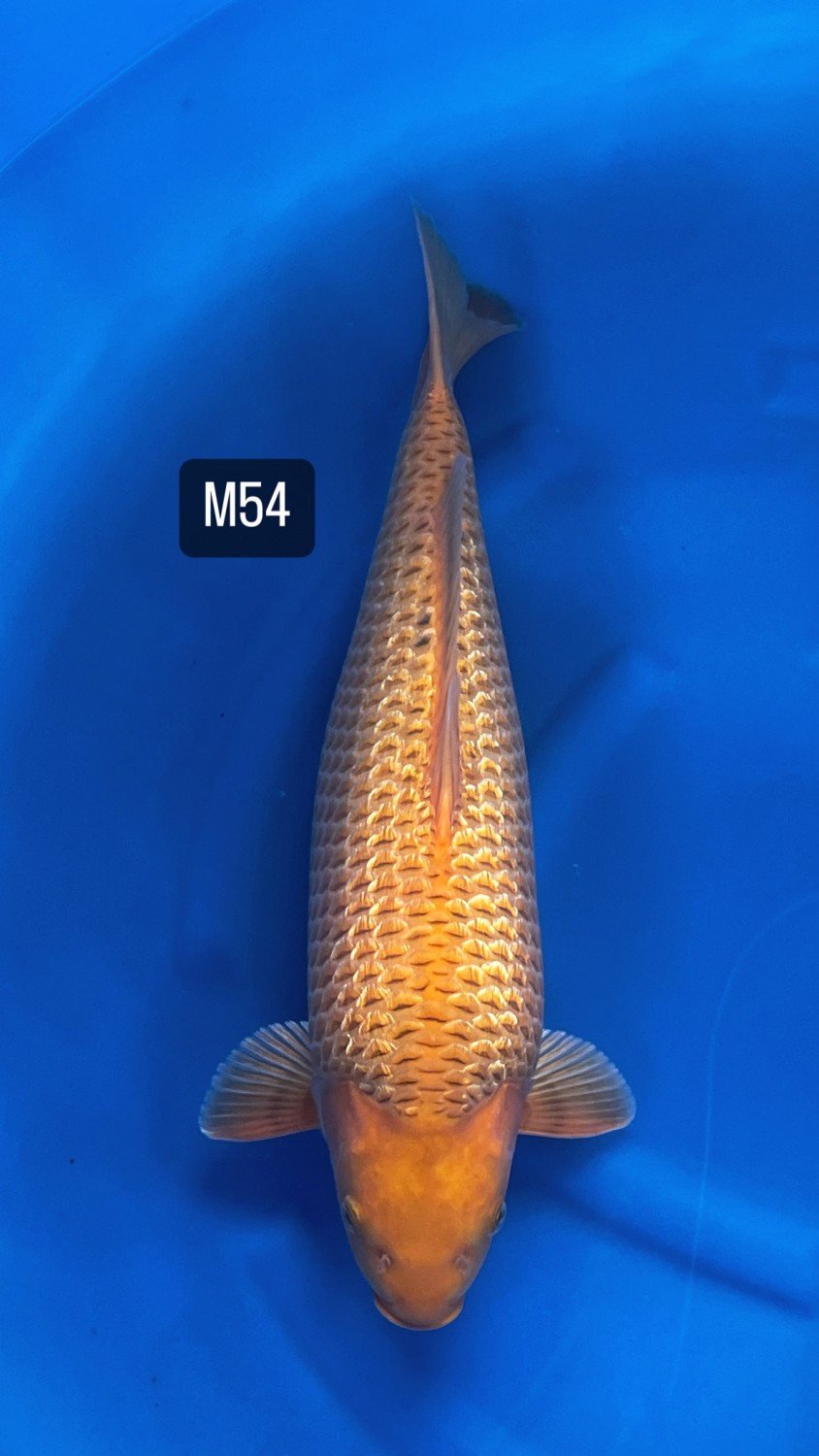 E. Kamboja Adult Champion