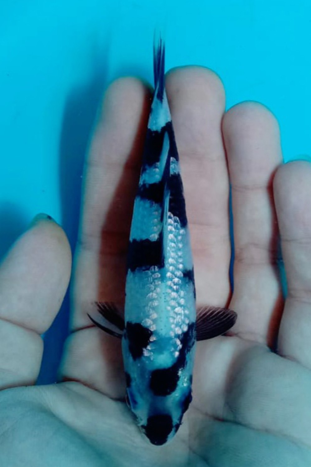Juara 1