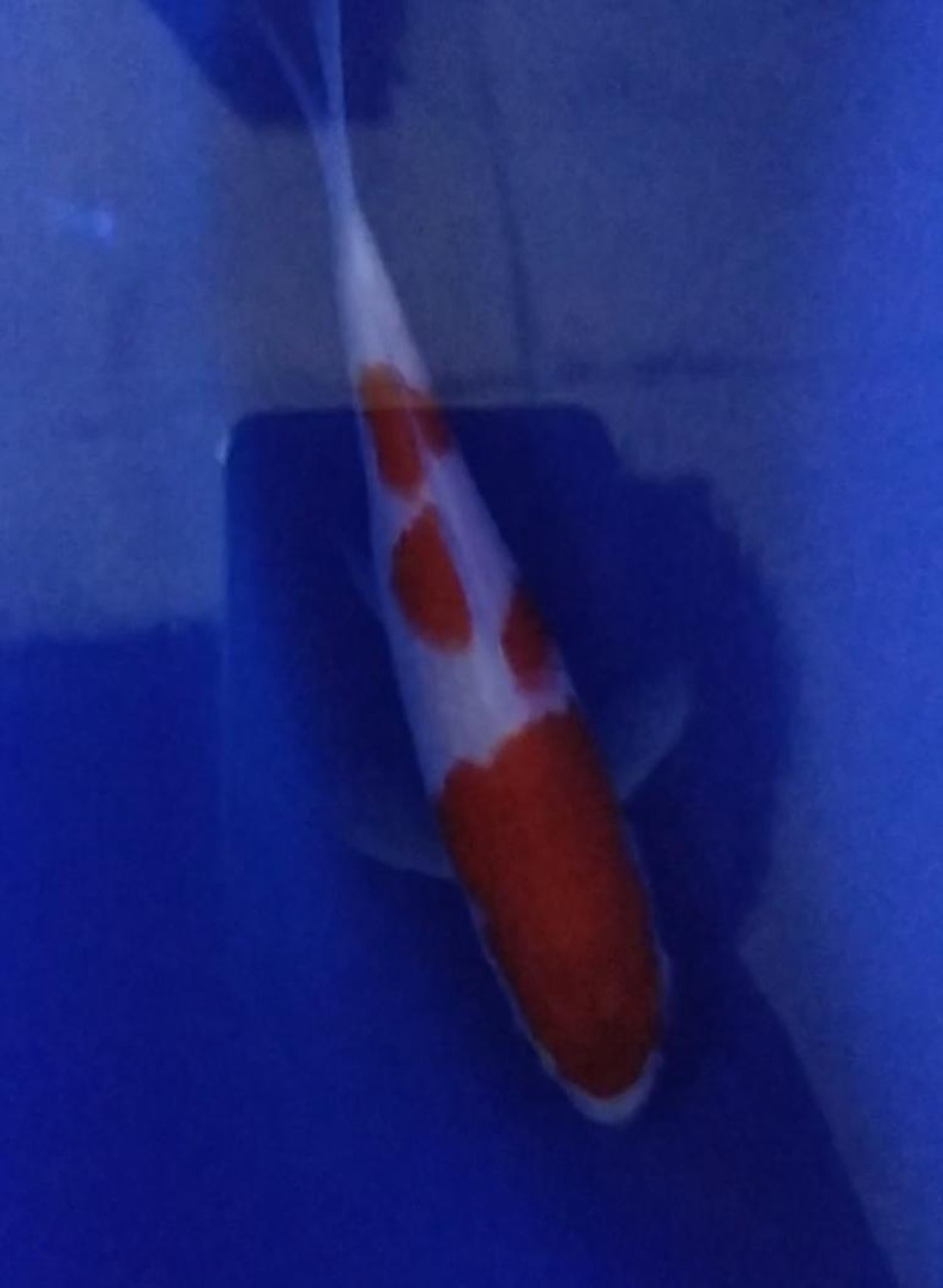 Juara 1
