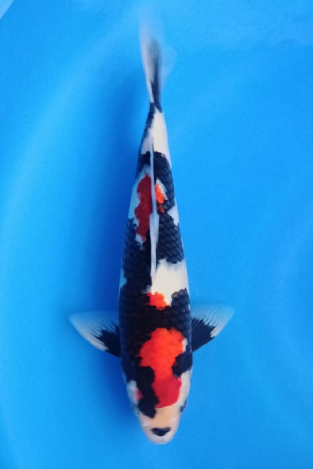 A. Best In Size, 31 - 35 cm