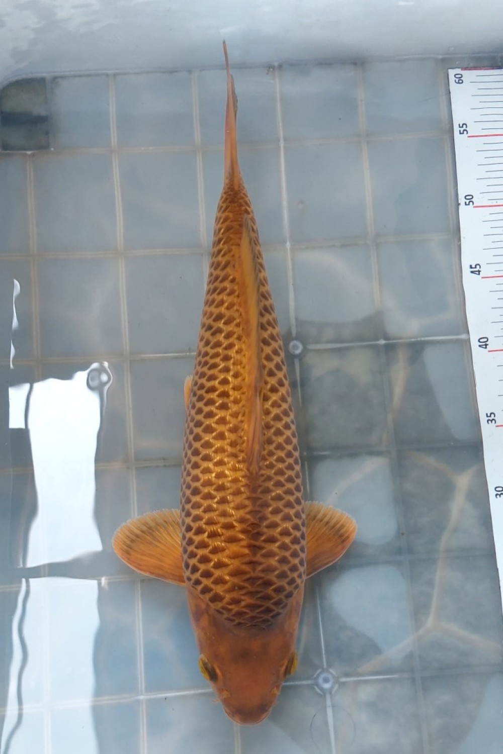 Juara 1