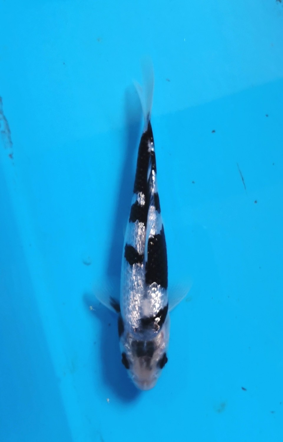 C. Anggrek Prize, 13 - 15 cm