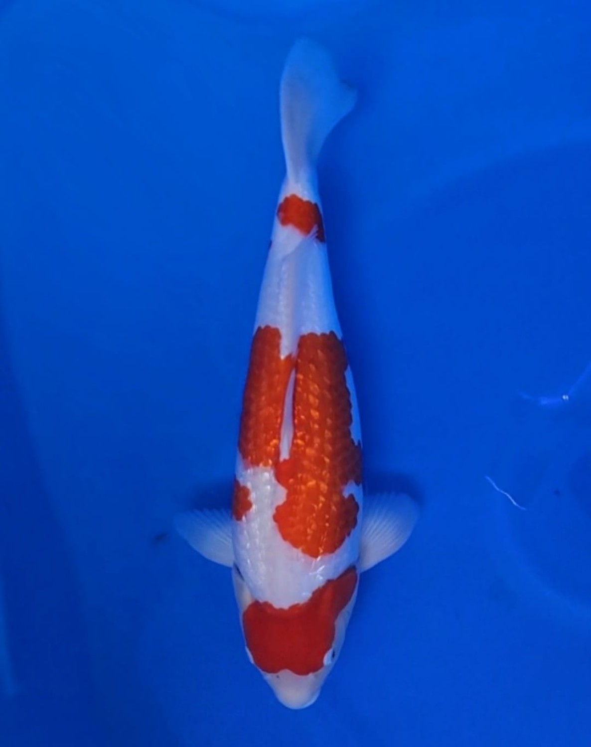 B. Melati Prize, 51 - 55 cm