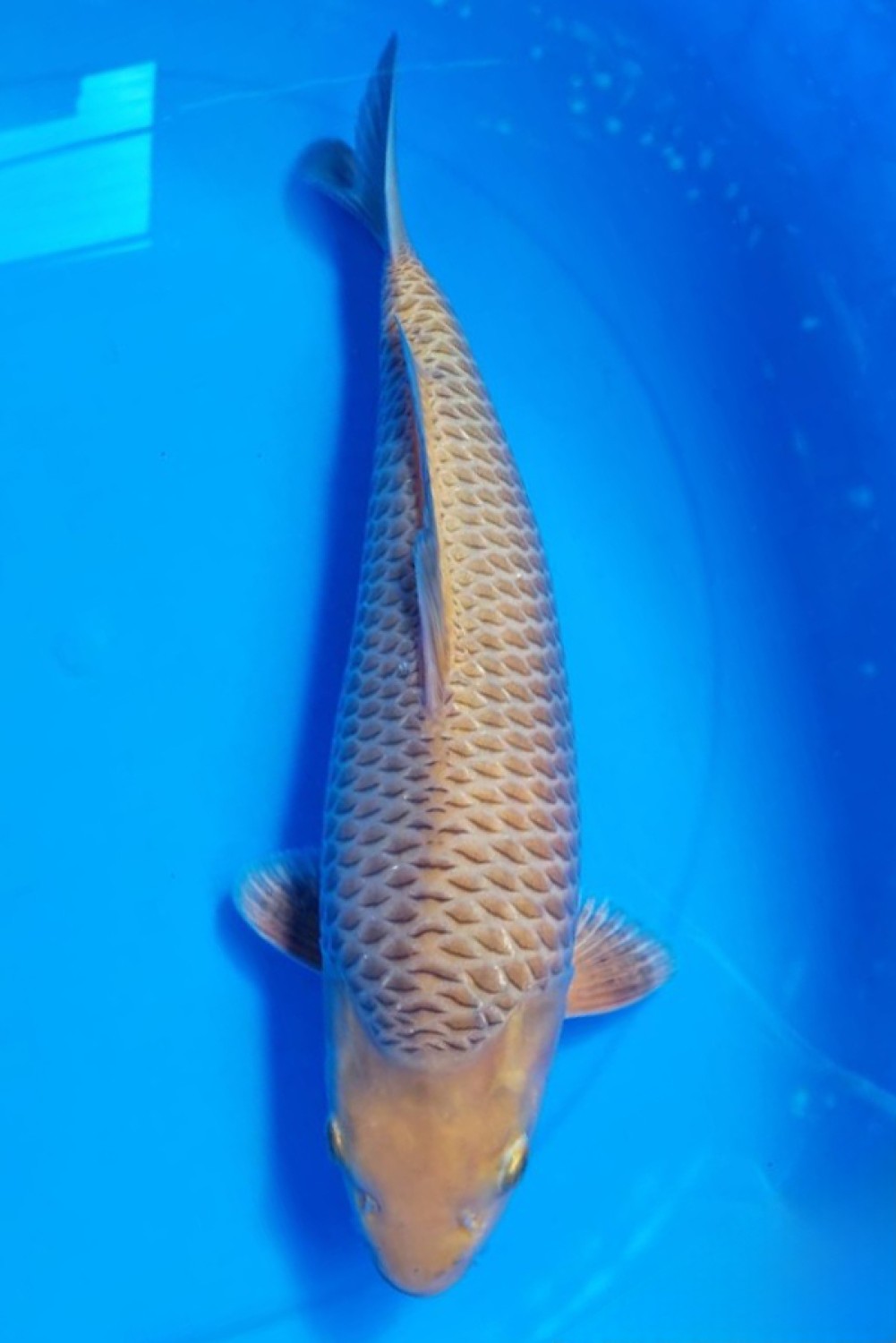 E. Kamboja Young Champion