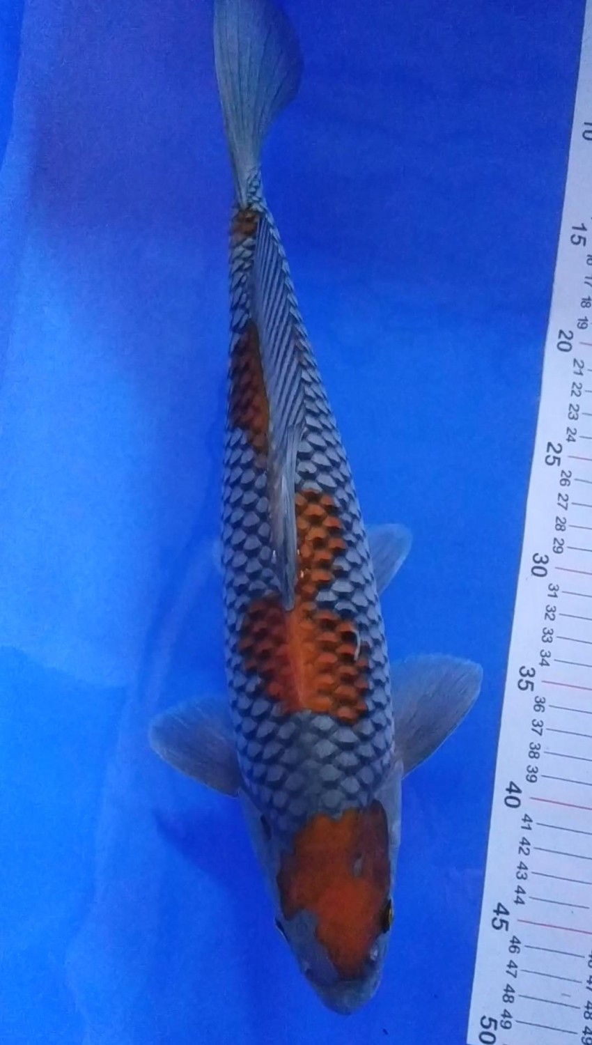 Juara 1