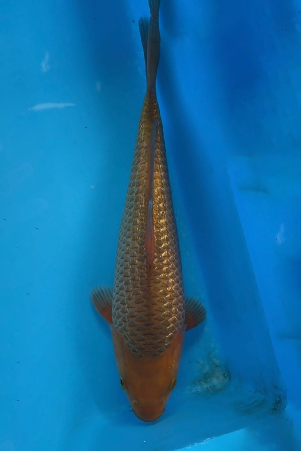 Juara 4