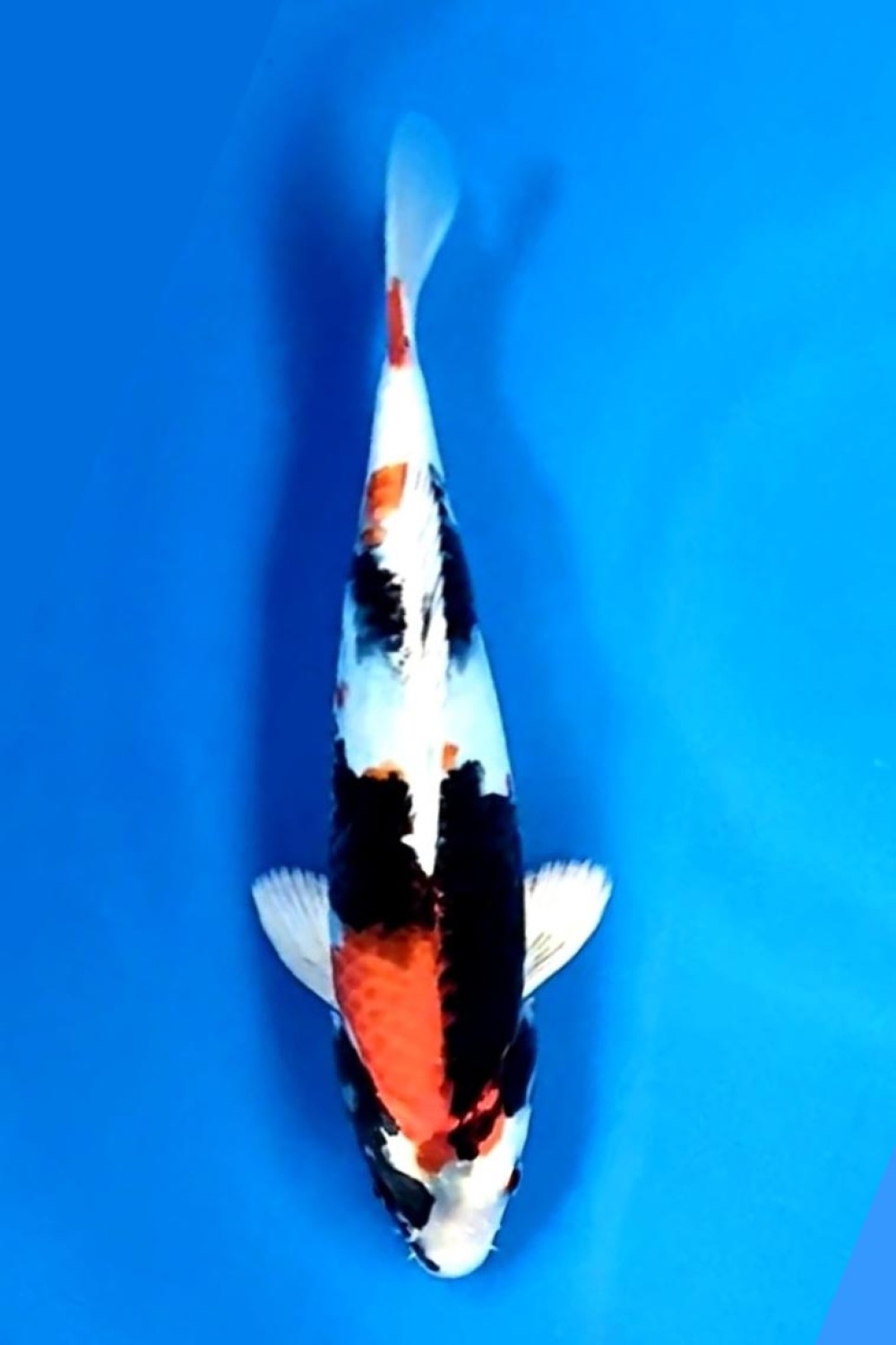 Juara 1
