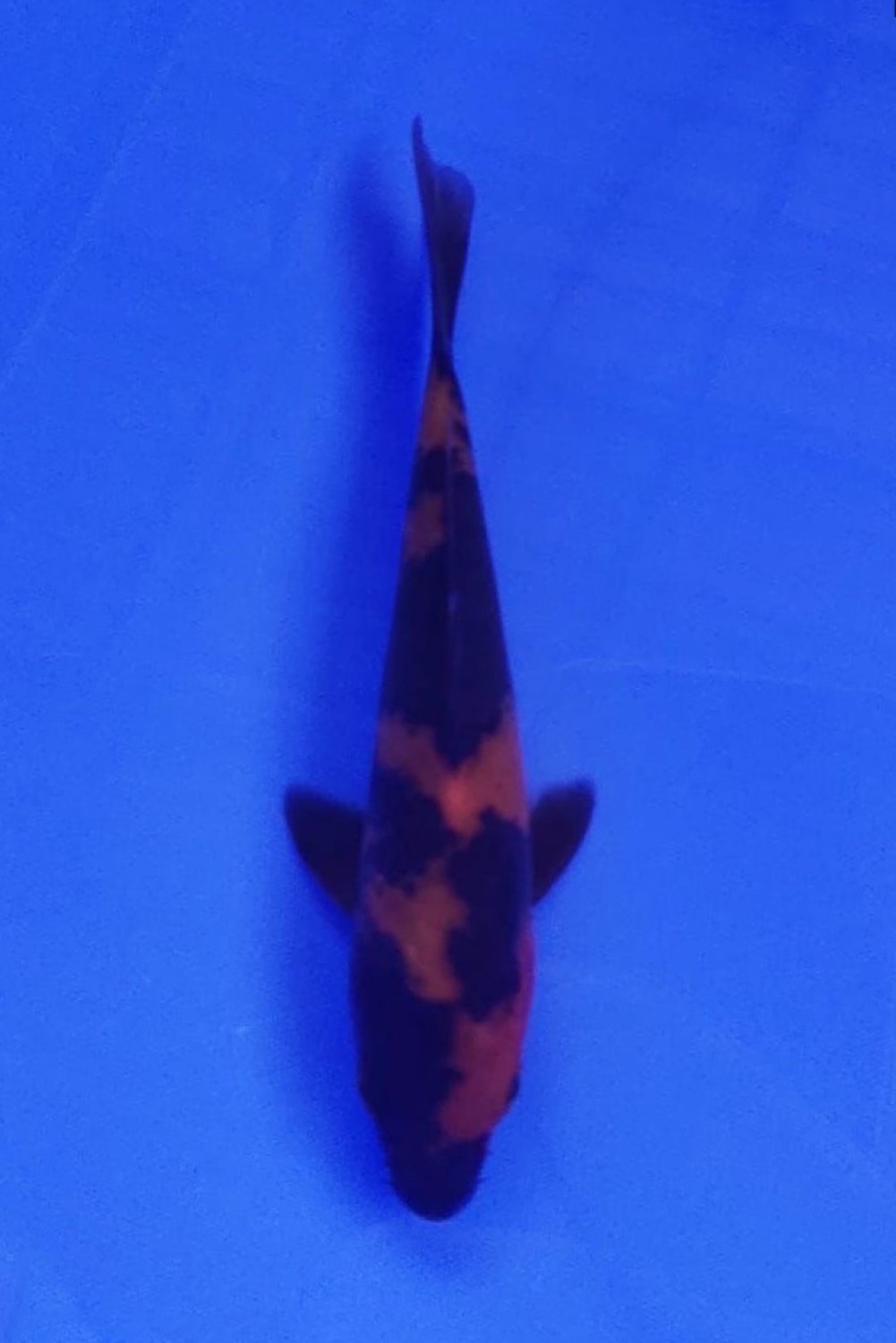 D. Cempaka Mini Champion