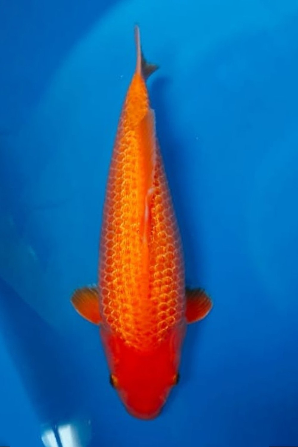 Juara 2