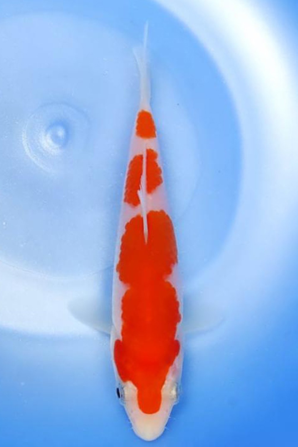 Juara 5