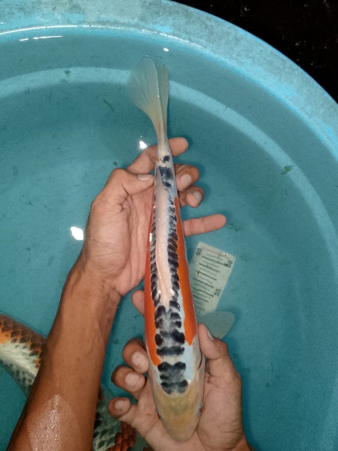 Juara 1