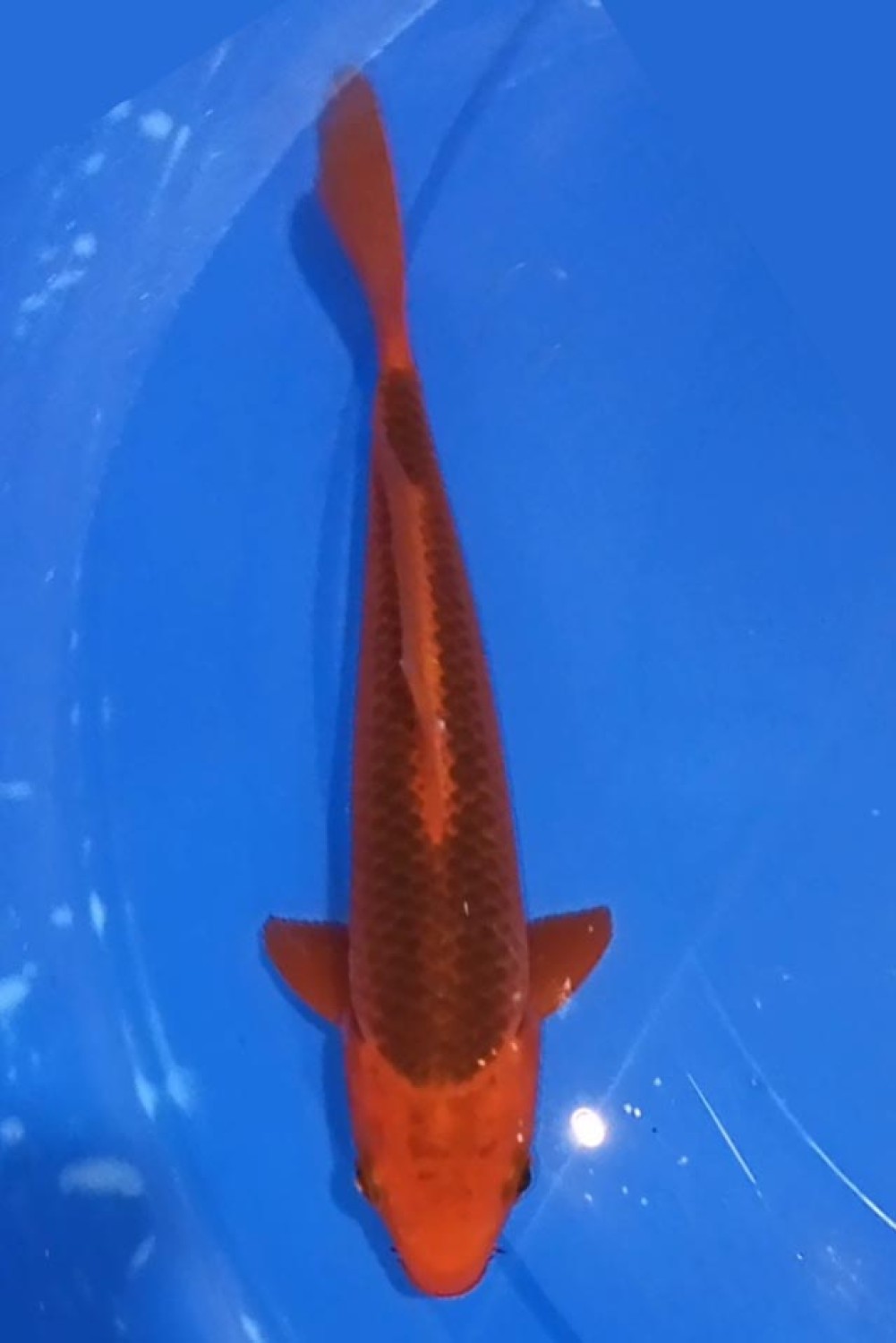 Juara 3