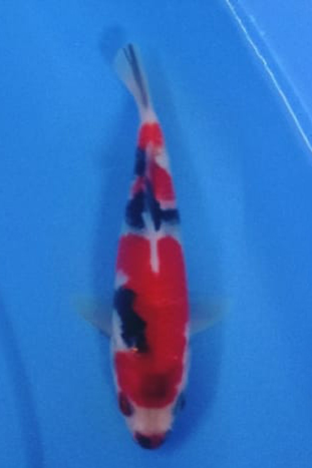 Juara 3
