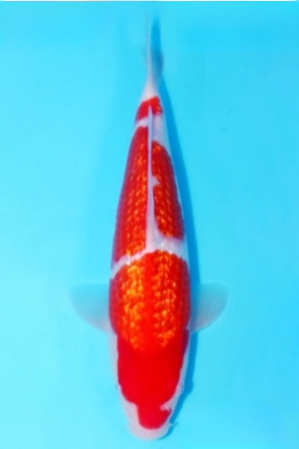 B. Melati Prize, 56 - 60 cm