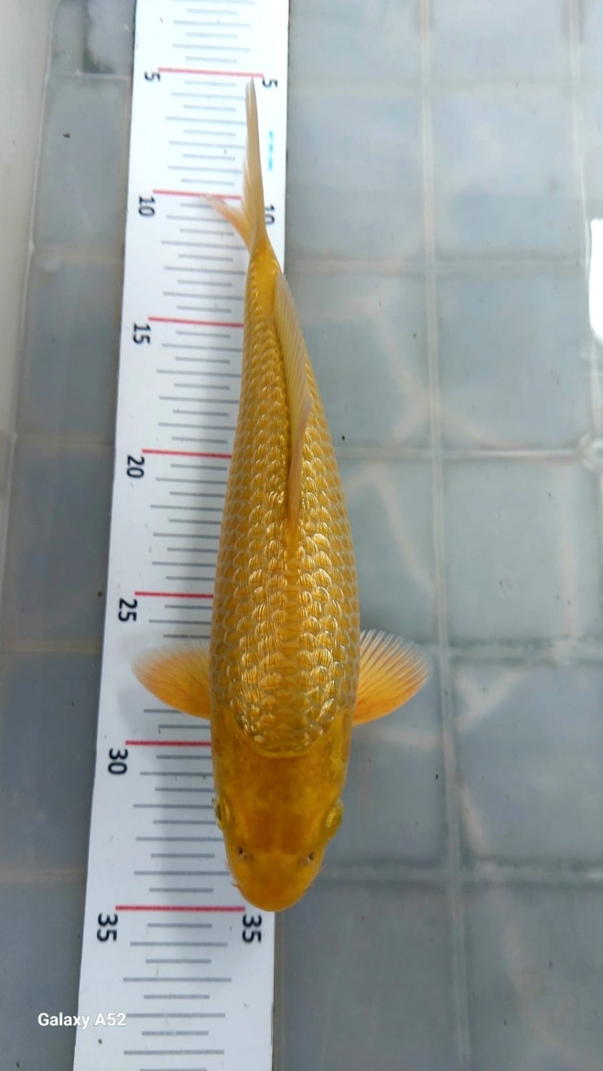 E. Kamboja Prize, 21 - 25 cm