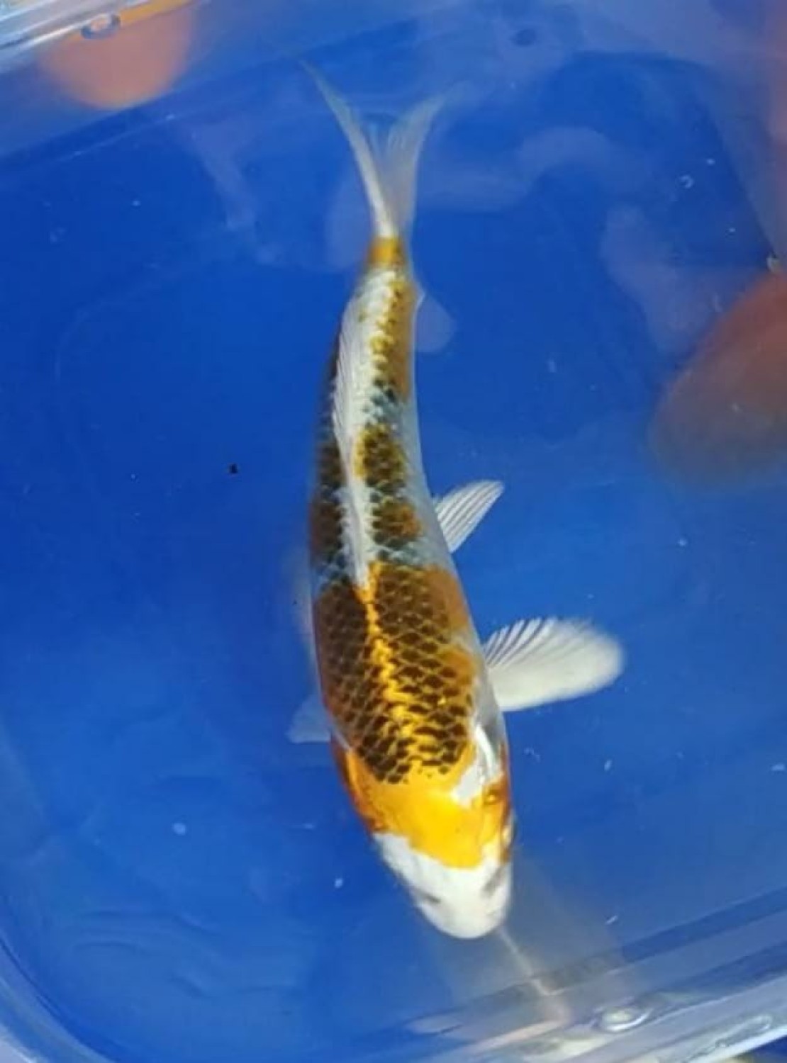 Juara 2