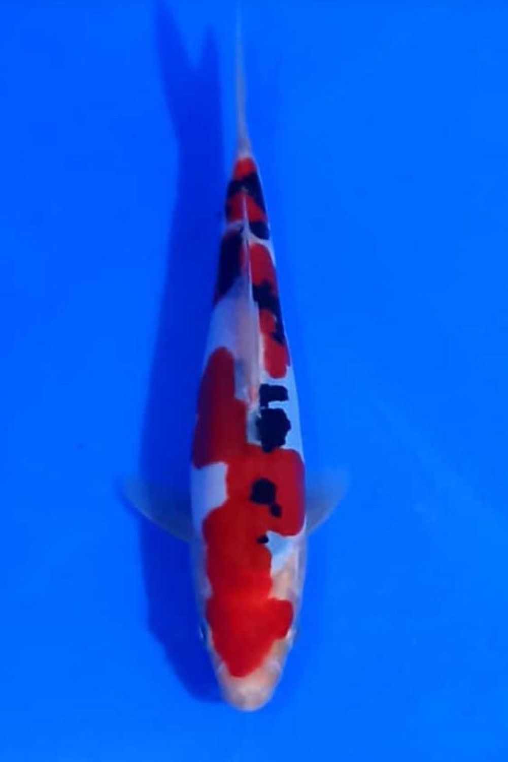 Juara 5
