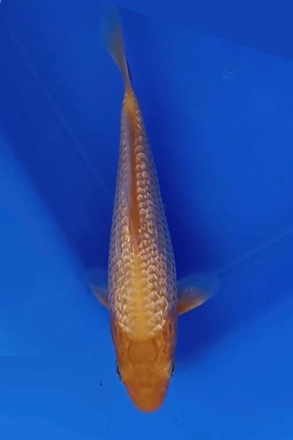 Juara 5