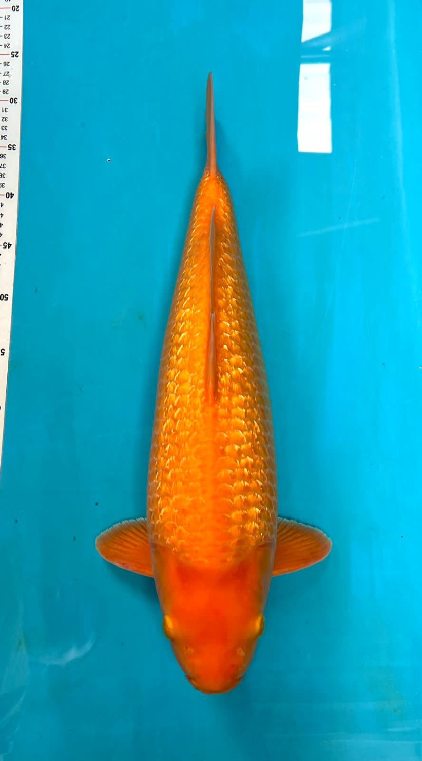 Juara 1