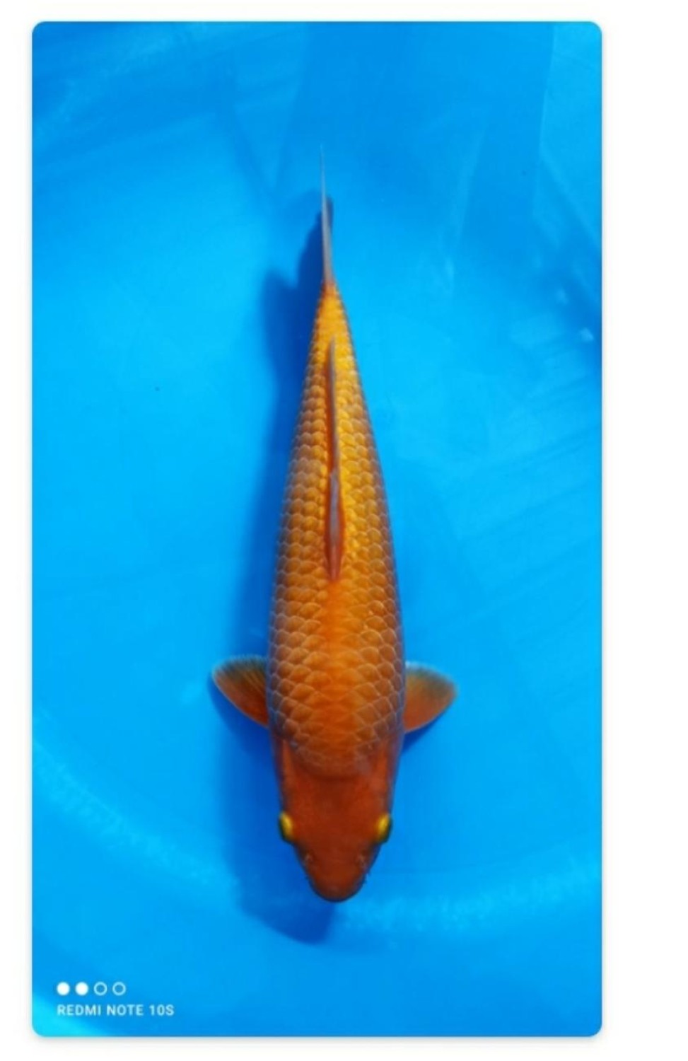 E. Kamboja Prize, 36 - 40 cm