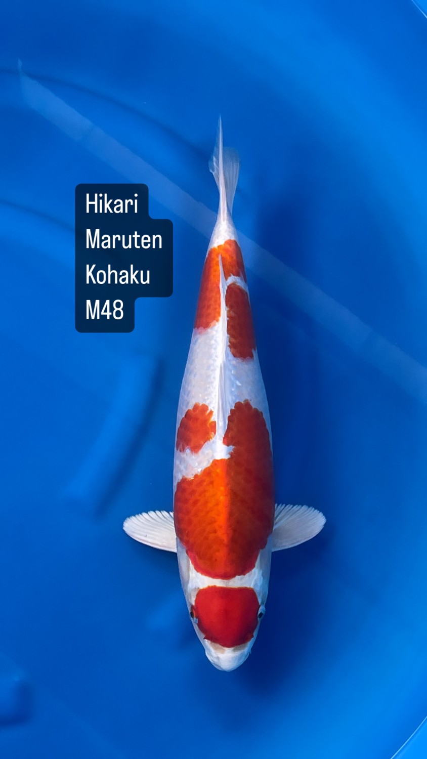Juara 1