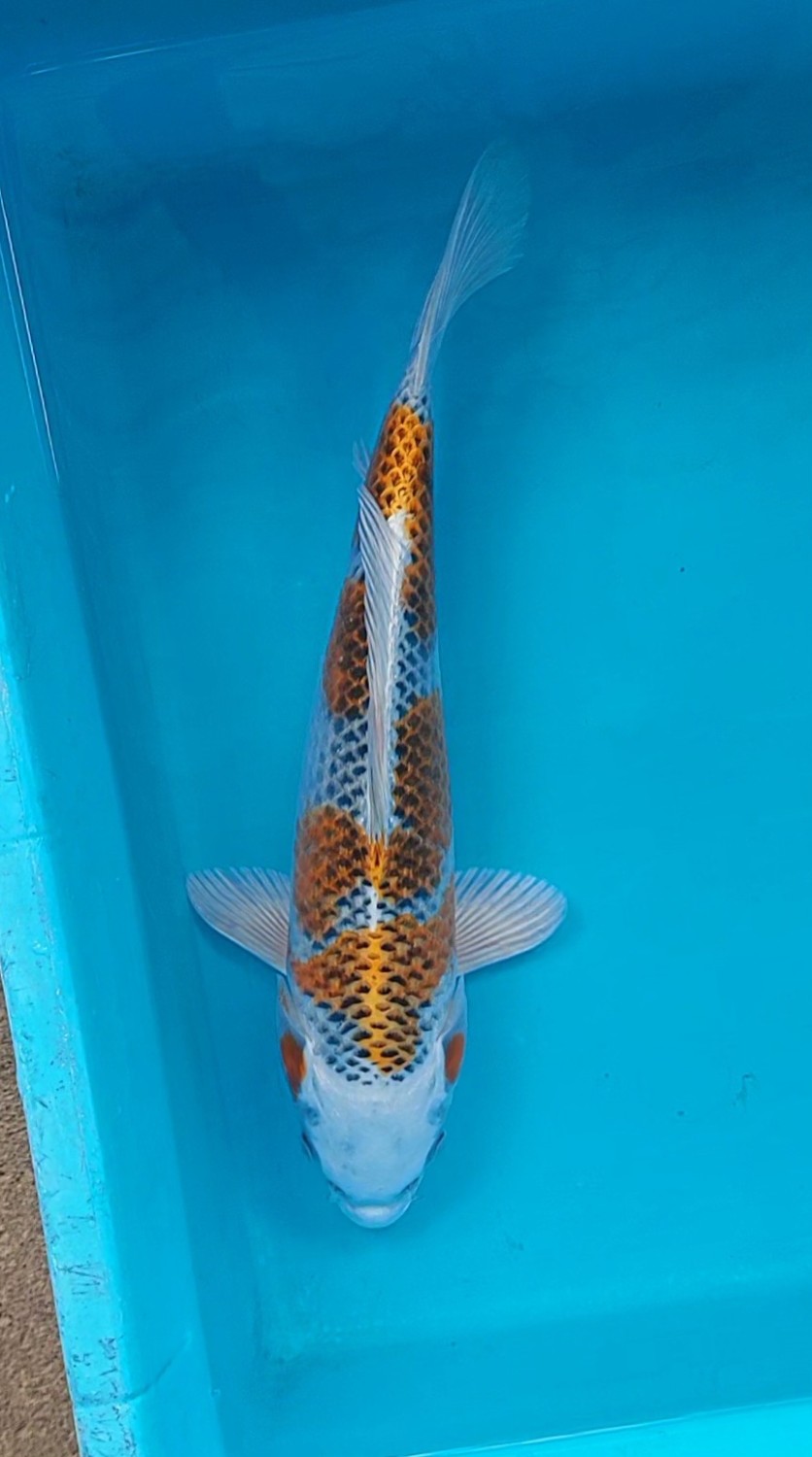 Juara 2