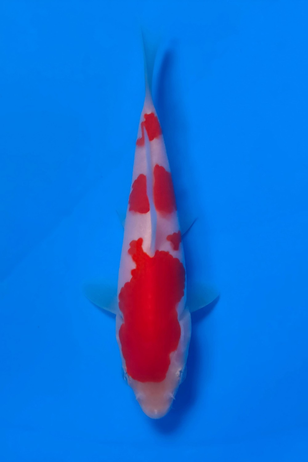 Juara 2
