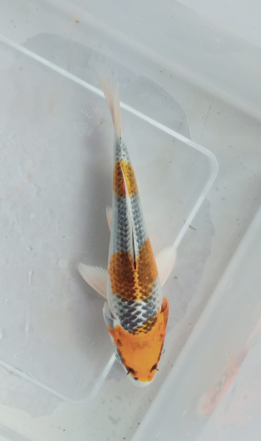 Juara 1