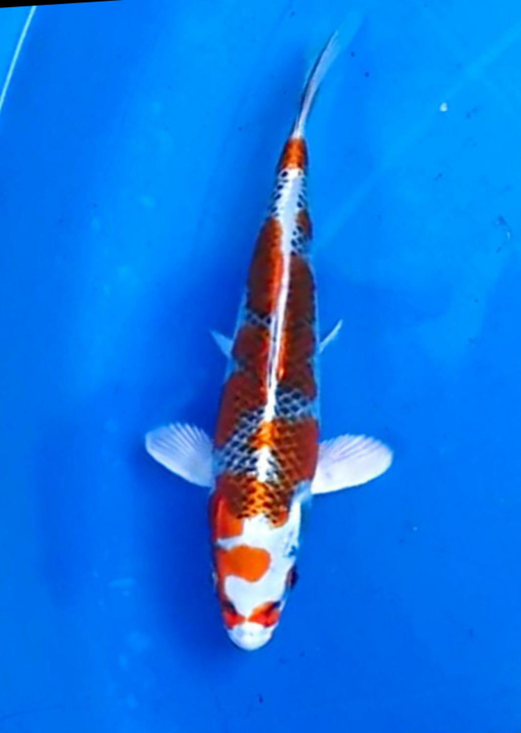 Juara 2