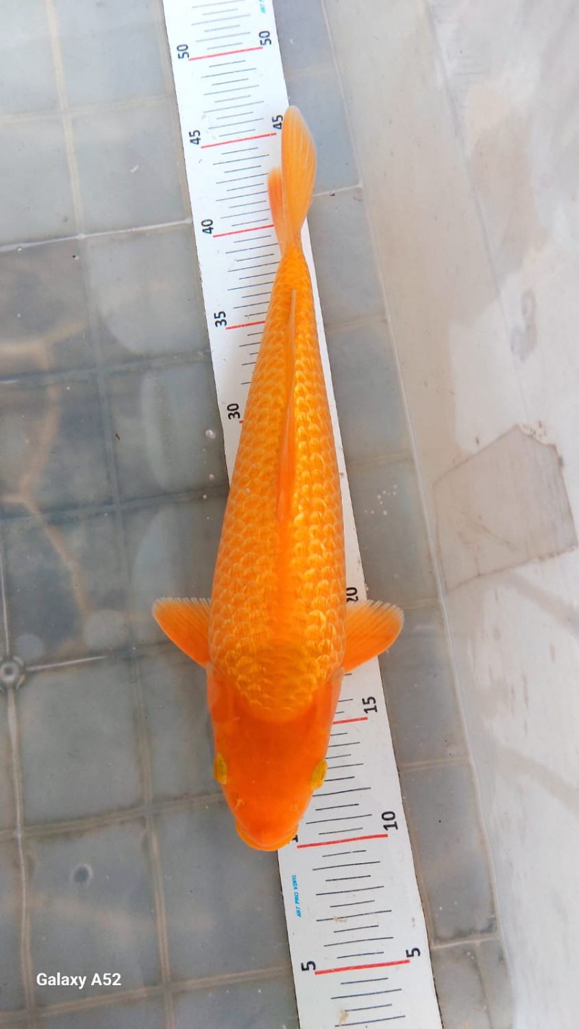 E. Kamboja Prize, 26 - 30 cm