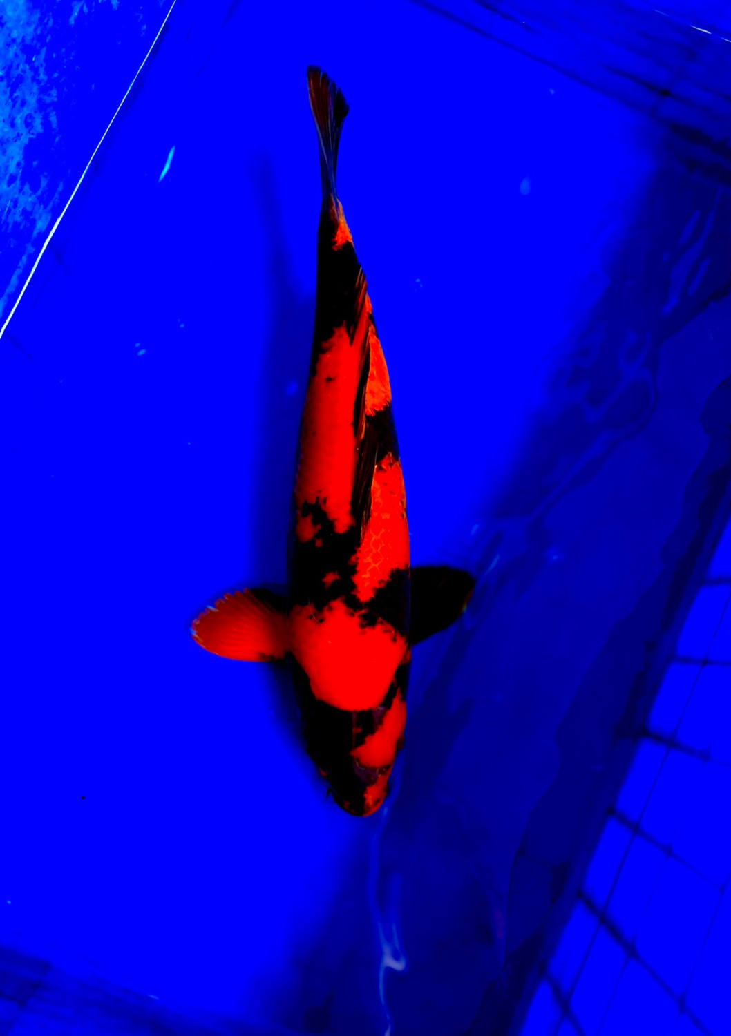 Juara 4