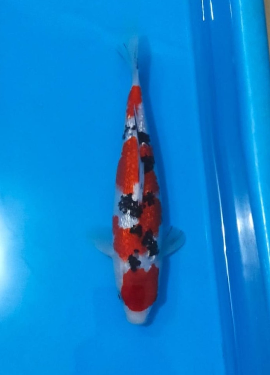 Juara 1