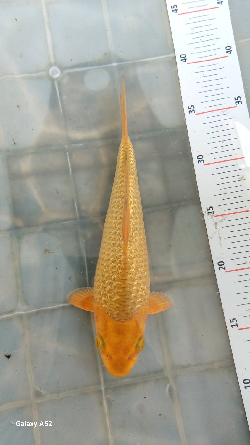 Juara 3
