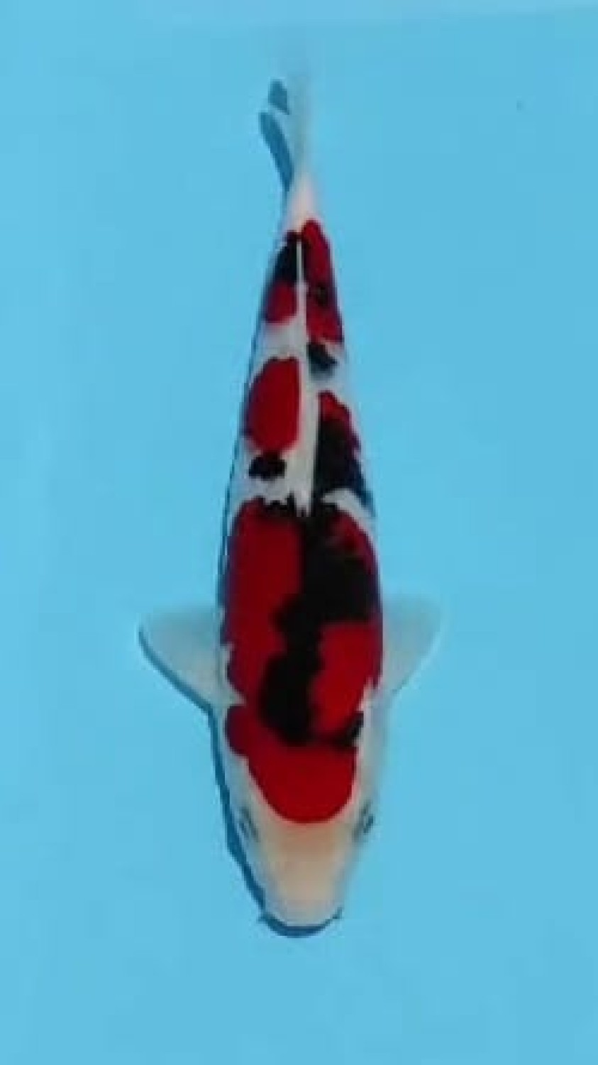 Juara 1