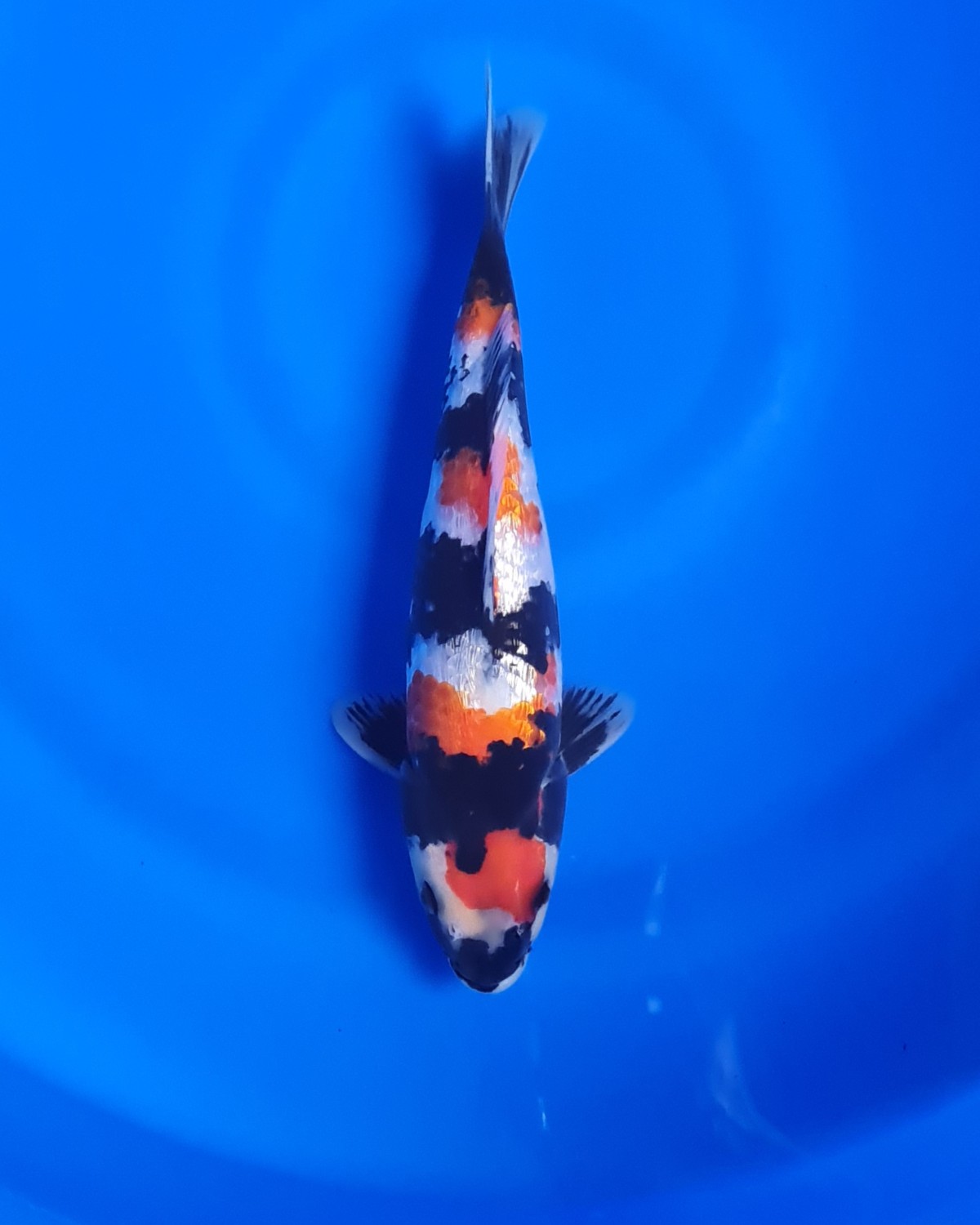Juara 2