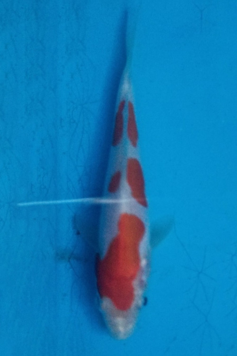 Juara 5