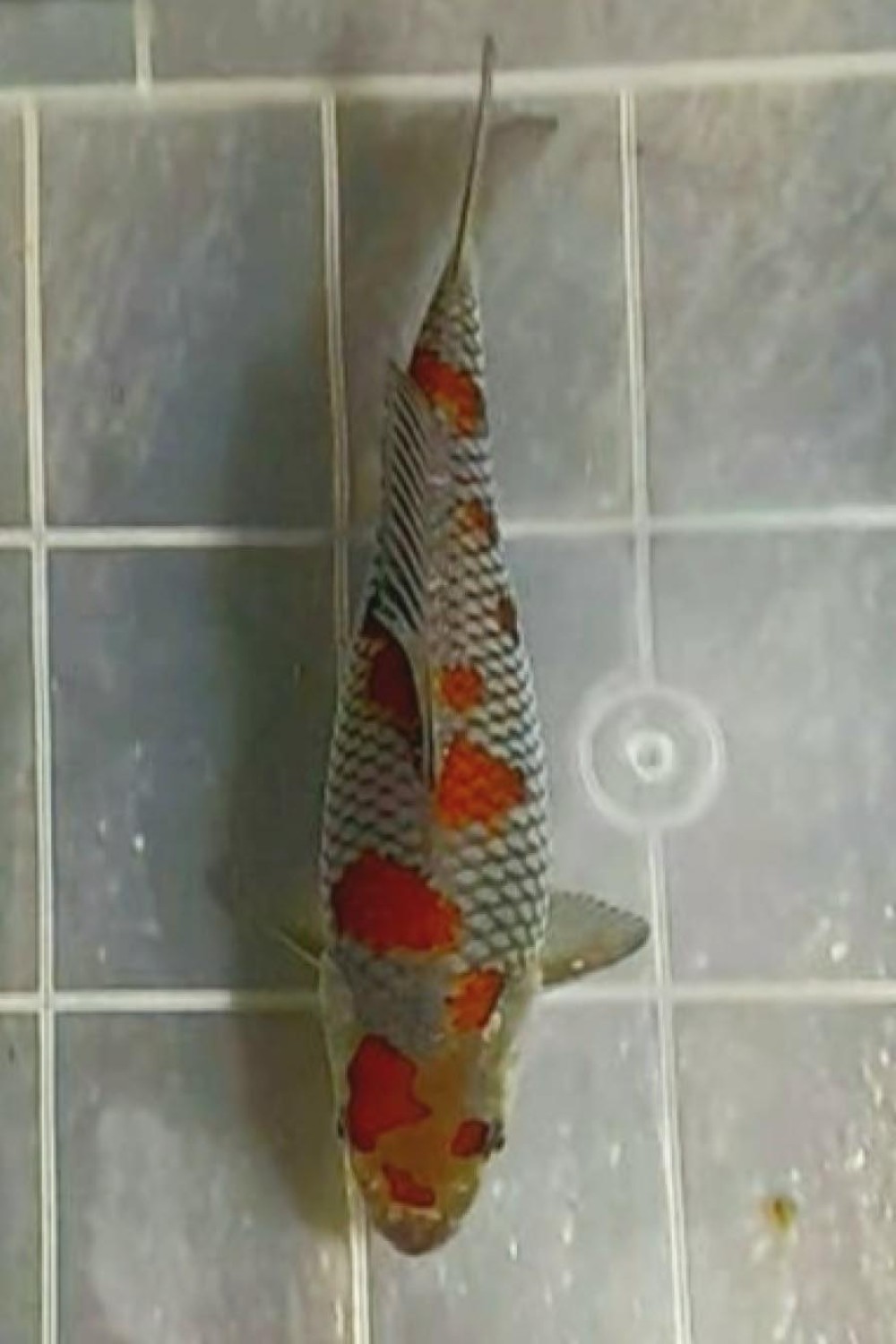 Juara 1