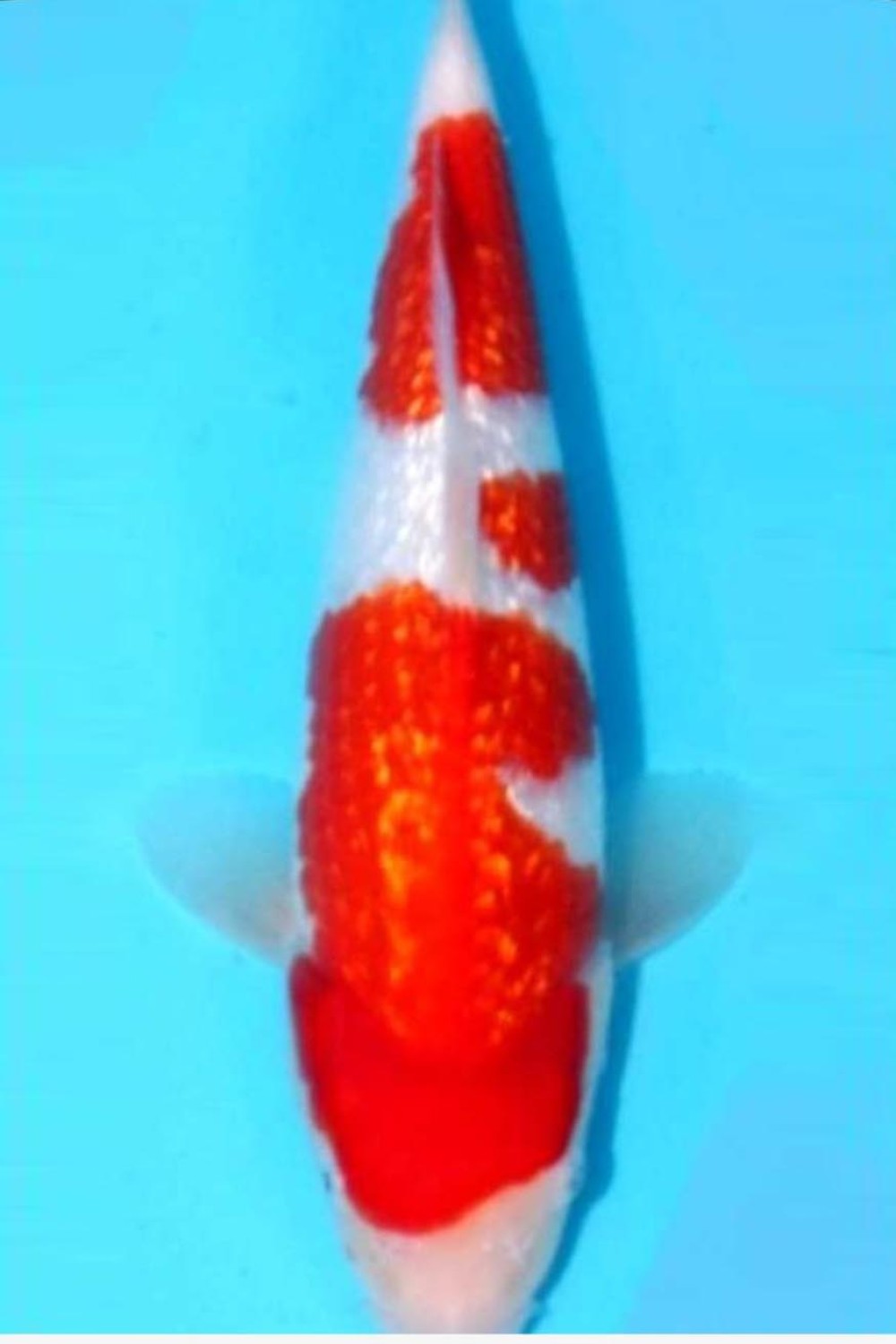 B. Melati Prize, 46 - 50 cm