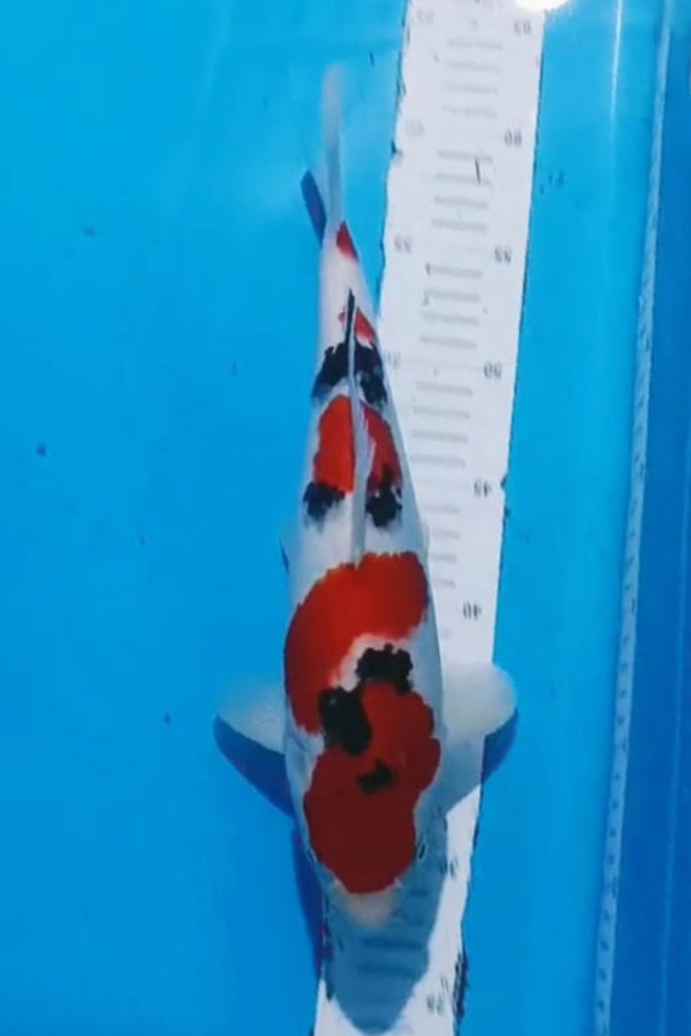Juara 2