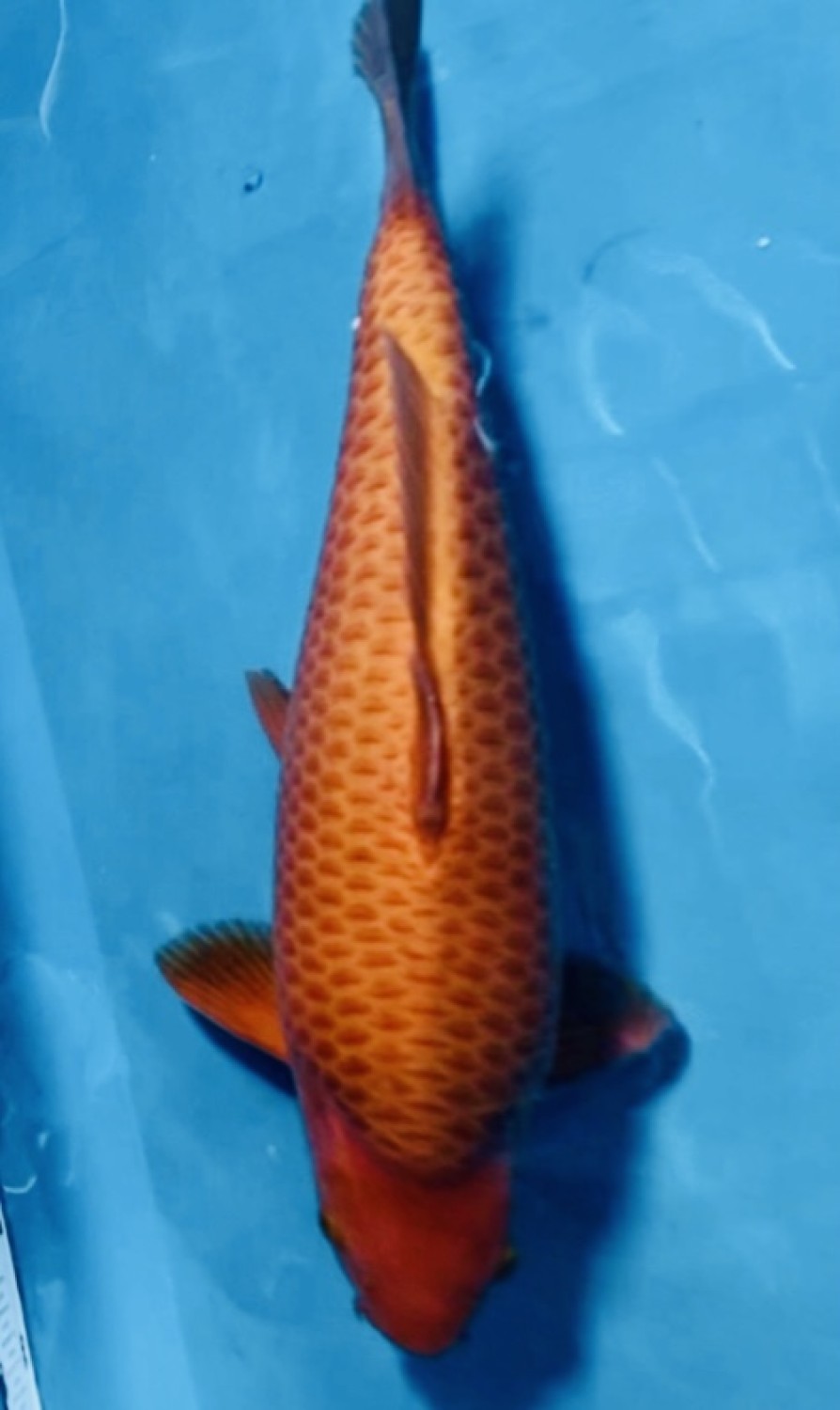 Juara 1