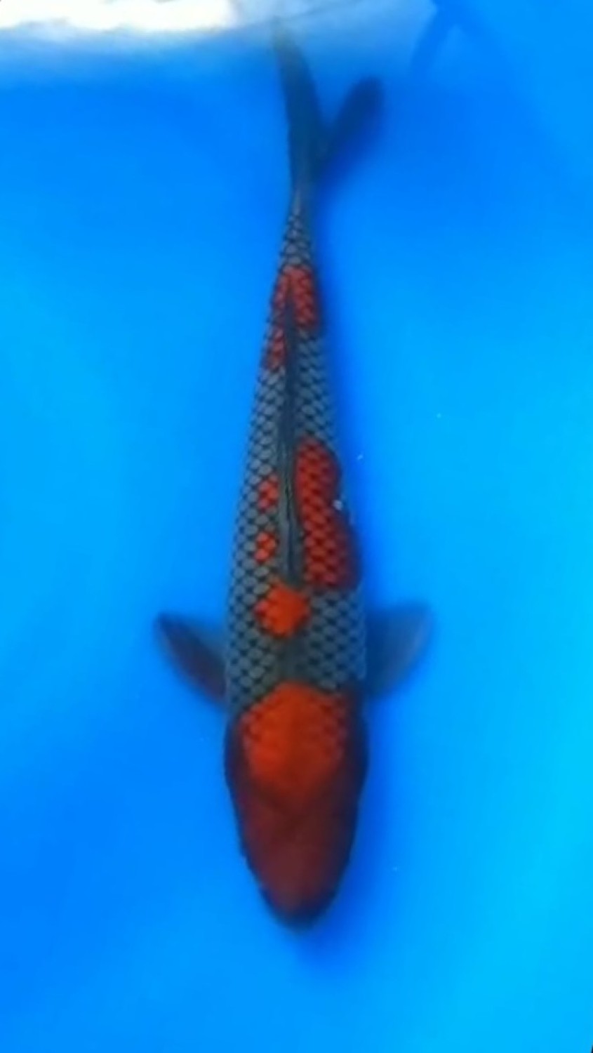 Juara 1