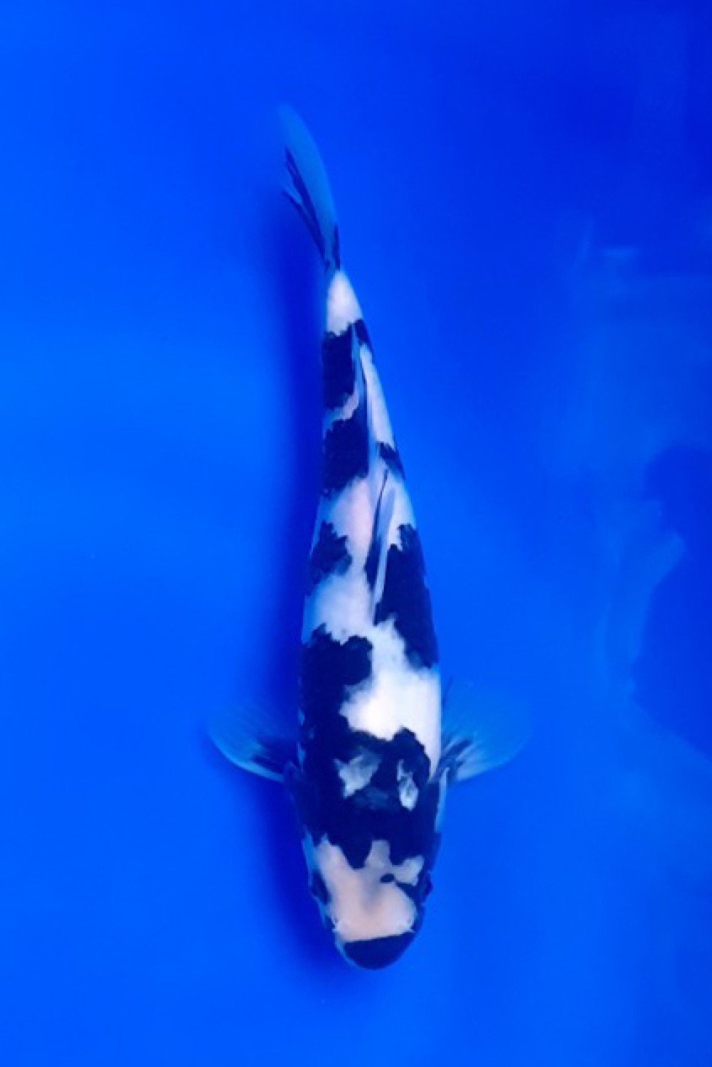 Juara 1