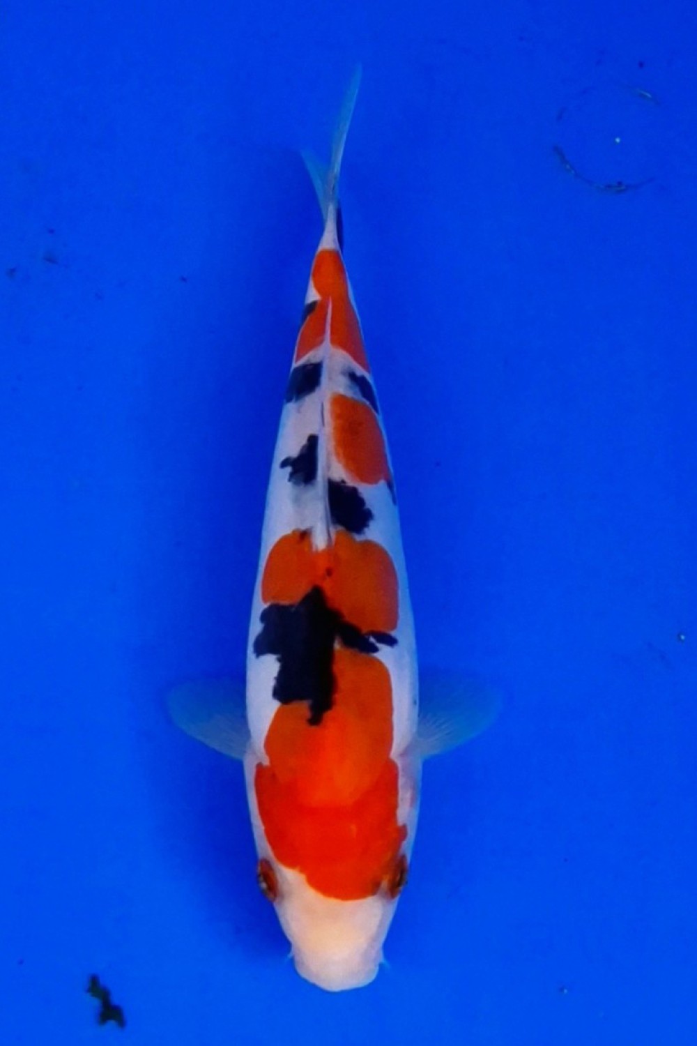 Juara 1