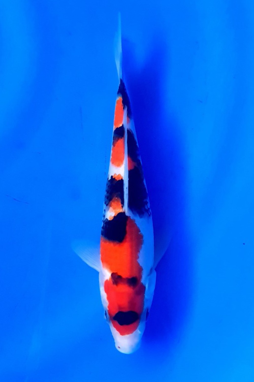 Juara 3