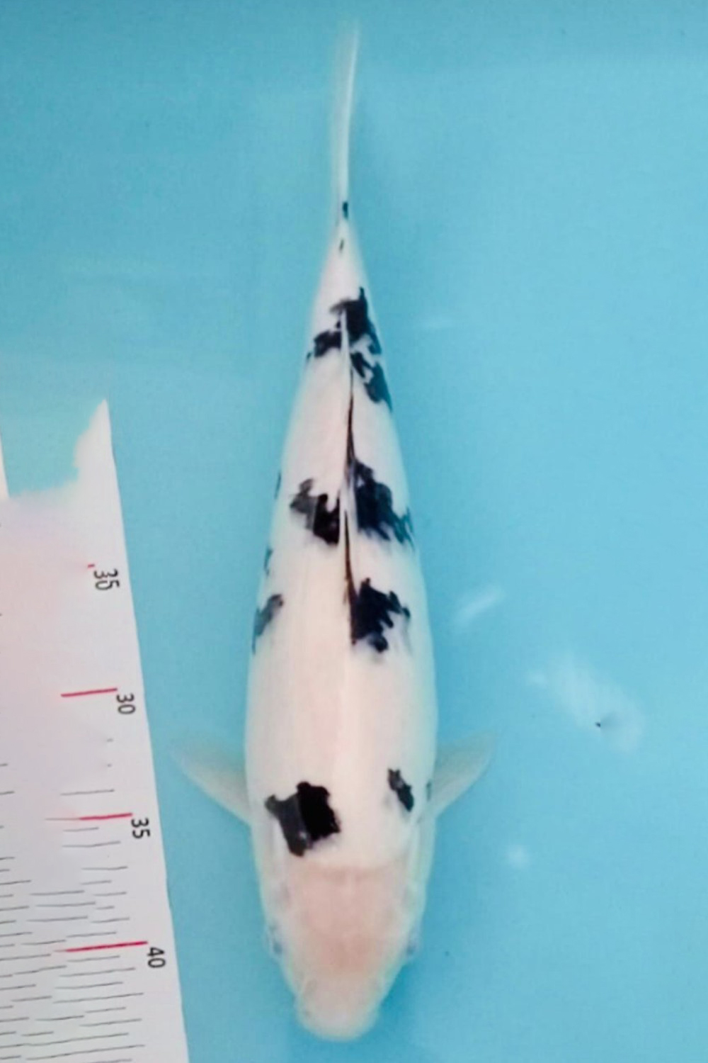 Juara 2