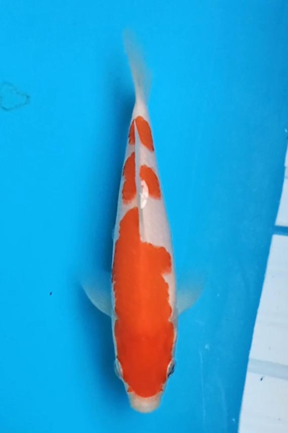 A. Mini Champion