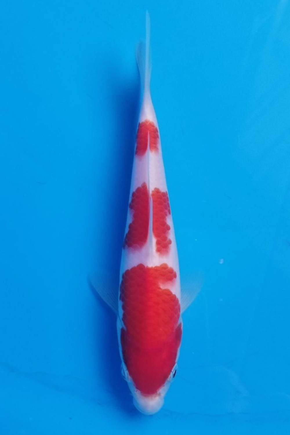Juara 1