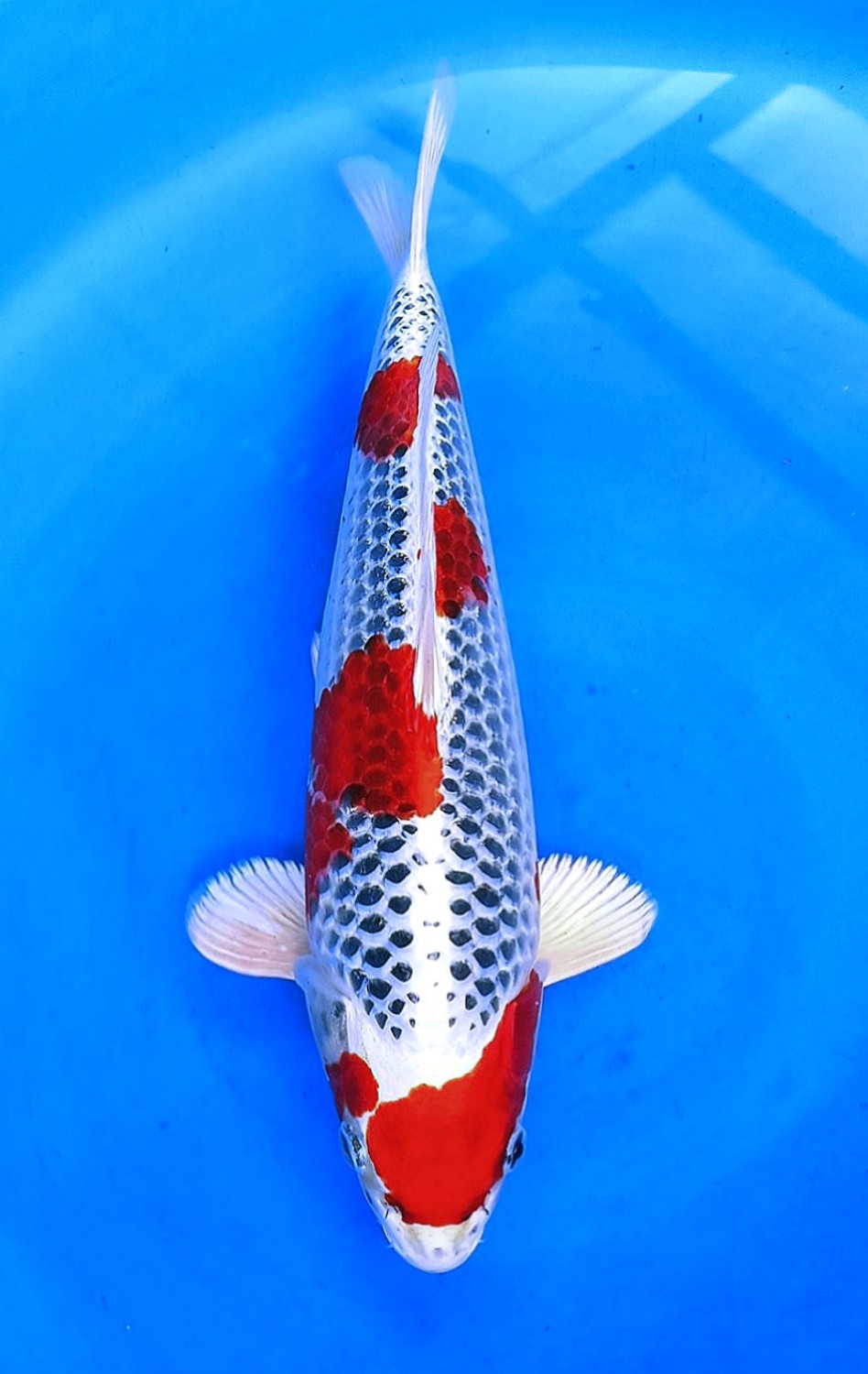 Juara 1